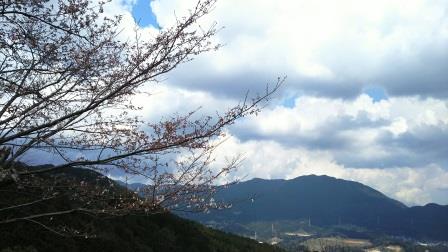 宝満山系と桜。三分咲きです。 